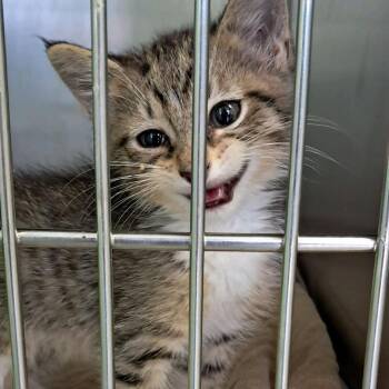Domestic Short Hair Cats Available for Adoption in Valley, Alabama - Shere Khan | PetCurious