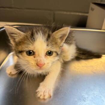 TUSC-Stray-84585_2 -  Domestic Short Hair Cat for Adoption in Tuscaloosa, Alabama - TUSC-Stray-84585_2 | PetCurious