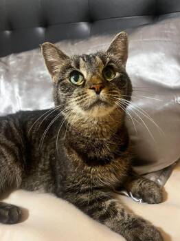 Tabby Cats Available for Adoption - Adaje | PetCurious
