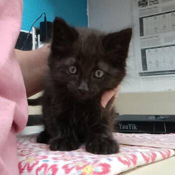 Domestic Medium Hair Cats Available for Adoption in Ardmore, Oklahoma - Reggie | PetCurious