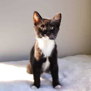 Netty -  Domestic Short Hair Cat for Adoption in Wayne, New Jersey - Netty | PetCurious