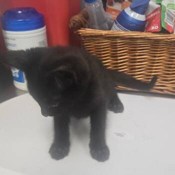 Domestic Short Hair Cats Available for Adoption in Milton, Florida - Stevie Nicks | PetCurious