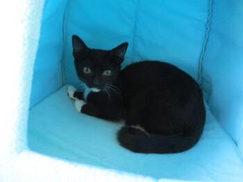 Rescue Domestic Short Hair Cats for Adoption in Chandler, Arizona - Simon Chipmunk | PetCurious