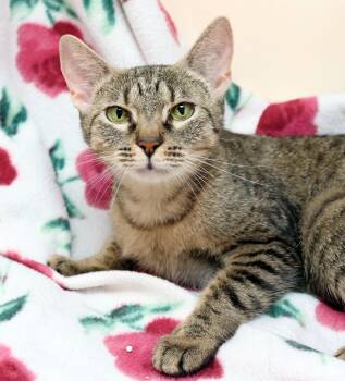Rescue Domestic Short Hair Cats for Adoption in Tierra Verde, Florida - Chicory | PetCurious