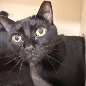 Raphael (bonded with Sadie) -  Domestic Short Hair Cat for Adoption - Raphael (bonded With Sadie) | PetCurious