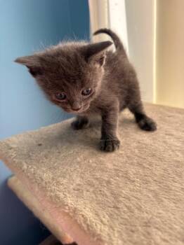 Sookie -  Russian Blue and Domestic Short Hair Cat for Adoption in Ballwin, Missouri - Sookie | PetCurious