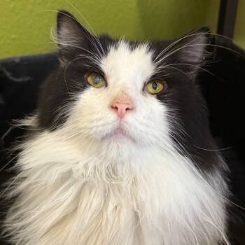 Rescue Domestic Long Hair Cats for Adoption in Los Angeles, California - Wiggles | PetCurious