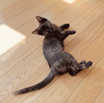 Annie -  Domestic Short Hair Cat for Adoption in Columbus, Indiana - Annie | PetCurious