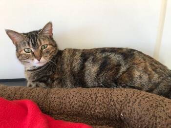 Rescue Domestic Short Hair Cats for Adoption in Bourbonnais, Illinois - Pocahontas | PetCurious