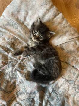 Milord of Chaos -  Domestic Short Hair Cat for Adoption in Evansville, Indiana - Milord Of Chaos | PetCurious