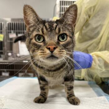 Appa -  Domestic Short Hair Cat for Adoption in Salt Lake City, Utah - Appa | PetCurious