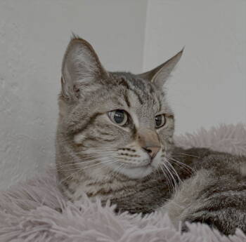 Rescue Domestic Short Hair Cats for Adoption in San Jose, California - Target | PetCurious