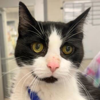 Wafer -  Domestic Short Hair Cat for Adoption in Evansville, Indiana - Wafer | PetCurious