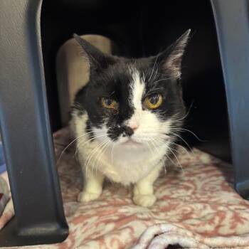 Debbie -  Domestic Short Hair Cat for Adoption in Spokane, Washington - Debbie | PetCurious