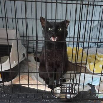 Binx -  Domestic Short Hair Cat for Adoption in Reisterstown, Maryland - Binx | PetCurious
