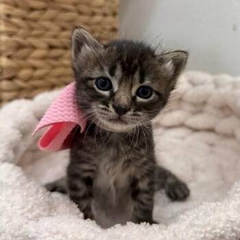 Sparkle Fun Fluff -  Tabby and Domestic Short Hair Cat for Adoption in Friendswood, Texas - Sparkle Fun Fluff | PetCurious