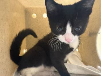 PANDA -  Domestic Short Hair Cat for Adoption in Tustin, California - PANDA | PetCurious