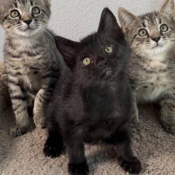 Vader -  Domestic Short Hair Cat for Adoption in Port Richey, Florida - Vader | PetCurious