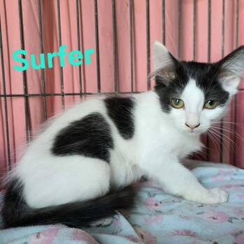 Surfer -  Domestic Medium Hair Cat for Adoption in Wilmington, Delaware - Surfer | PetCurious