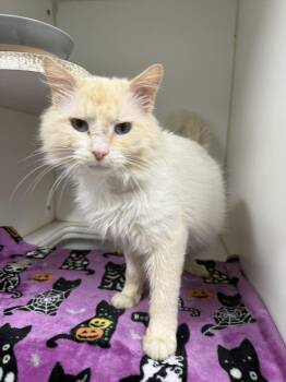 Domestic Long Hair Cats Available for Adoption in Leitchfield, Kentucky - Axle | PetCurious