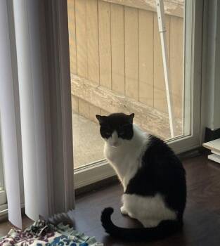 Domestic Short Hair Cats Available for Adoption in Kennewick, Washington - Pepper | PetCurious