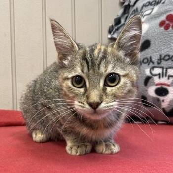 Rescue Domestic Short Hair Cats for Adoption in Long Beach, California - Aurora | PetCurious