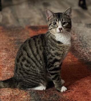 Rescue Domestic Short Hair Cats for Adoption in Boone, Colorado - Wishbone | PetCurious