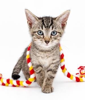 Milo is a marvelous little bit of happiness -  Tabby and Bengal Cat for Adoption in Bedford Hills, New York - Milo Is A Marvelous Little Bit Of Happiness | PetCurious