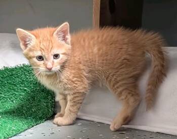 Rozy -  Domestic Short Hair Cat for Adoption in Johnson City, Tennessee - Rozy | PetCurious