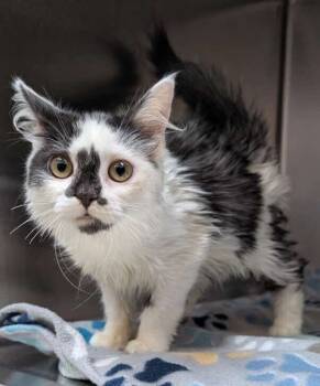 Rescue Domestic Long Hair Cats for Adoption in Hartwell, Georgia - 7503 Sprout | PetCurious