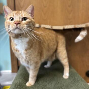 Domestic Short Hair Cats Available for Adoption in Fargo, North Dakota - Leroy | PetCurious