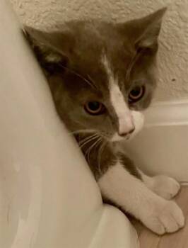 JOY -  Domestic Short Hair Cat for Adoption in San Jose, California - JOY | PetCurious