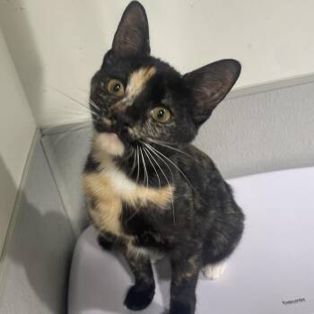 Domestic Short Hair Cats Available for Adoption - Persia | PetCurious