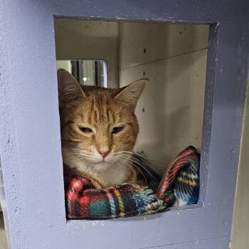 Rescue Domestic Short Hair Cats for Adoption in Waldorf, Maryland - Brad Pitt | PetCurious