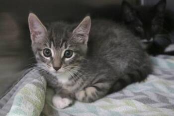 Domestic Short Hair Cats Available for Adoption in Brunswick, Georgia - Florian | PetCurious