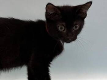 Netta -  Domestic Medium Hair and Domestic Short Hair Cat for Adoption in Golden Valley, Minnesota - Netta | PetCurious