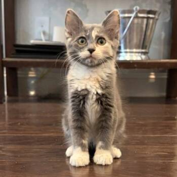 Velle -  Domestic Medium Hair Cat for Adoption in Knoxville, Tennessee - Velle | PetCurious