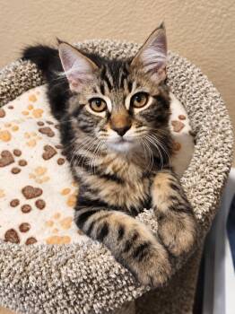 June Bug -  Domestic Long Hair and Tabby Cat for Adoption in Carson City, Nevada - June Bug | PetCurious
