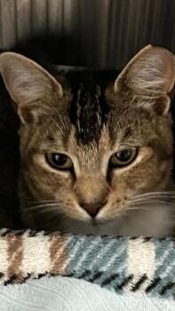 Shortcake -  Domestic Short Hair Cat for Adoption in Venice, Florida - Shortcake | PetCurious