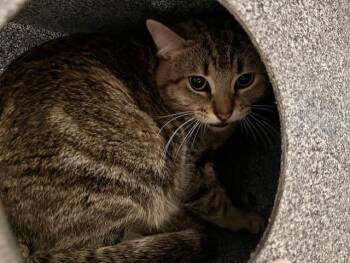 Domestic Short Hair Cats Available for Adoption in Colorado Springs, Colorado - MANNY | PetCurious