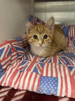 Cantaloupe -  Domestic Short Hair Cat for Adoption in Hilton Head Island, South Carolina - Cantaloupe | PetCurious