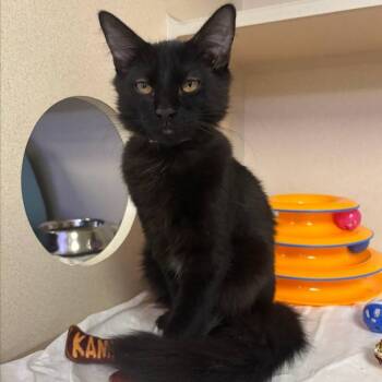 Paisley -  Domestic Medium Hair Cat for Adoption in New York, New York - Paisley | PetCurious
