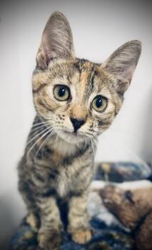 Rescue Domestic Short Hair Cats for Adoption in Jackson, Georgia - Zeni | PetCurious