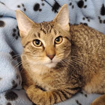 Theodore -  Domestic Short Hair Cat for Adoption in Marseilles, Illinois - Theodore | PetCurious