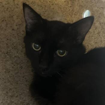 Winston -  Domestic Medium Hair Cat for Adoption in Reno, Nevada - Winston | PetCurious