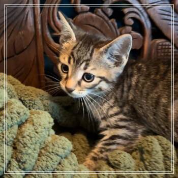 Brioche -  Domestic Short Hair Cat Available for Adoption in Monroe, Michigan - Brioche | PetCurious