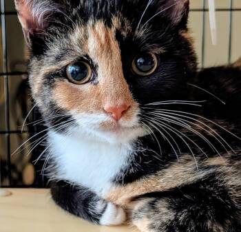 Rescue Domestic Short Hair Cats for Adoption in Louisa, Virginia - Biscotti | PetCurious