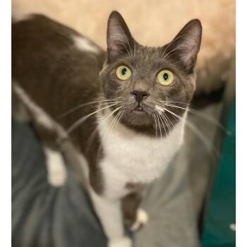 Domestic Short Hair Cats Available for Adoption in Morgan Hill, California - Flapjack | PetCurious
