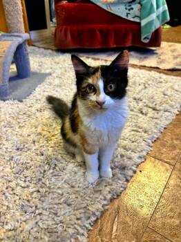Scribbler Salsa -  Domestic Medium Hair Cat for Adoption in Winnipeg, Manitoba - Scribbler Salsa | PetCurious