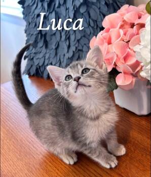Luca -  Tabby Cat for Adoption in Saginaw, Michigan - Luca | PetCurious